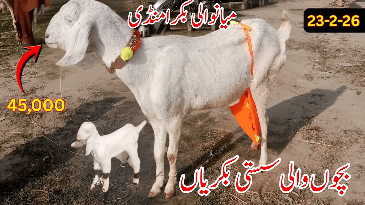 Mianwali Bakra Mandi Update 23 Febrary 2026 | Sasti Bachoo Wali Bakreyan | Bakra Mandi Update