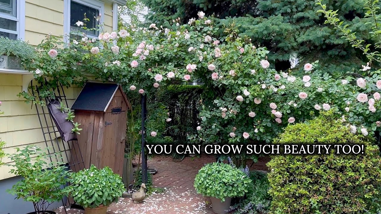 How to Prune The Generous Gardener ROSE - a big climber!