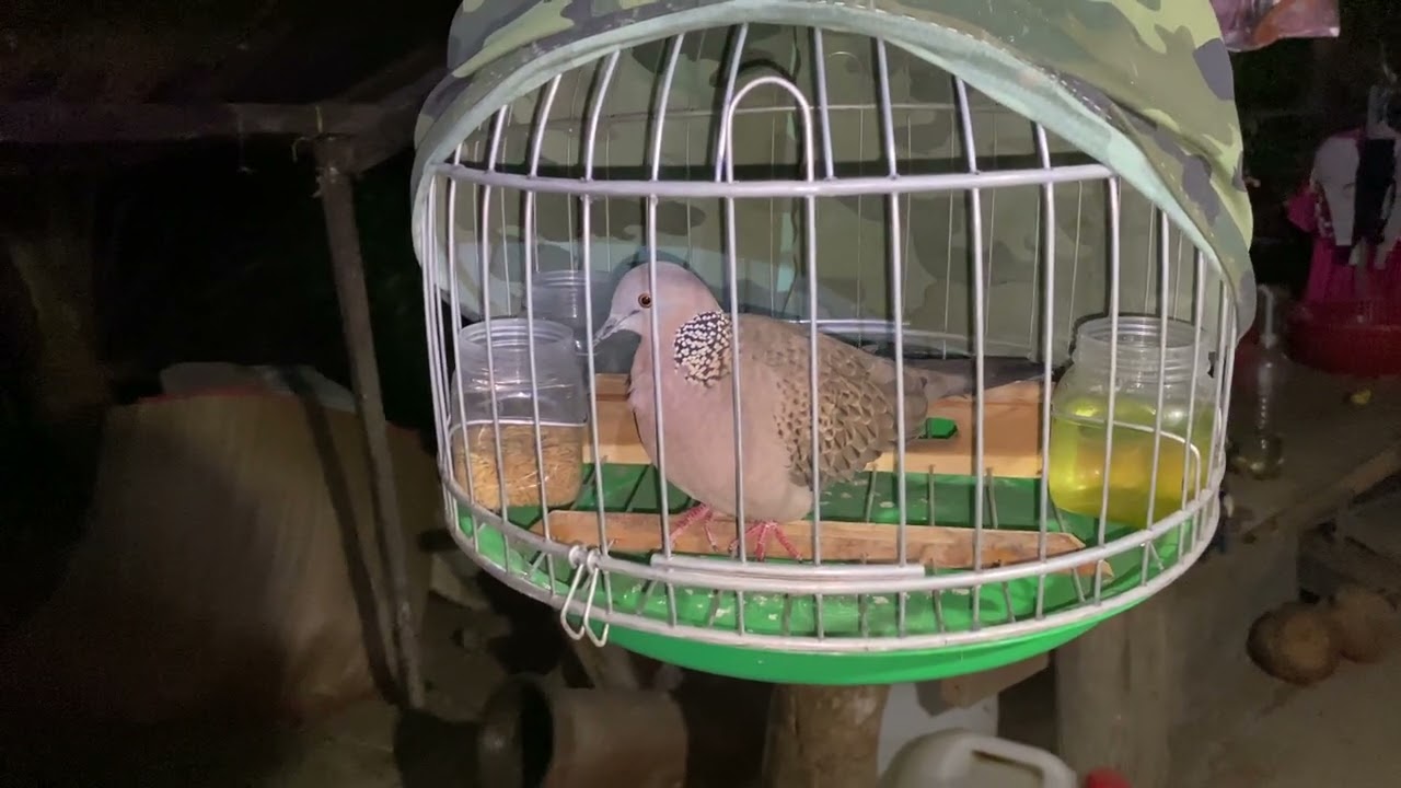 Về chủ mới hi vọng em phat huy hơn cảm ơn anh em tin tưởng ủng hộ kênh 