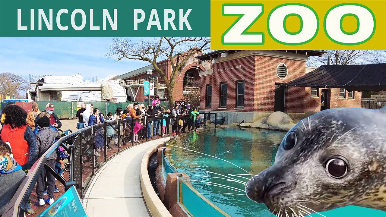 🐼Chicago's Lincoln Park Zoo Opening Weekend in 4K.