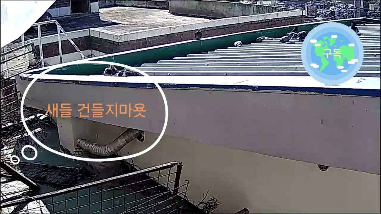 귀여운까순이#새를 괴롭히다가 혼나는고양이#까치#까마귀#비들기#참새#낙산