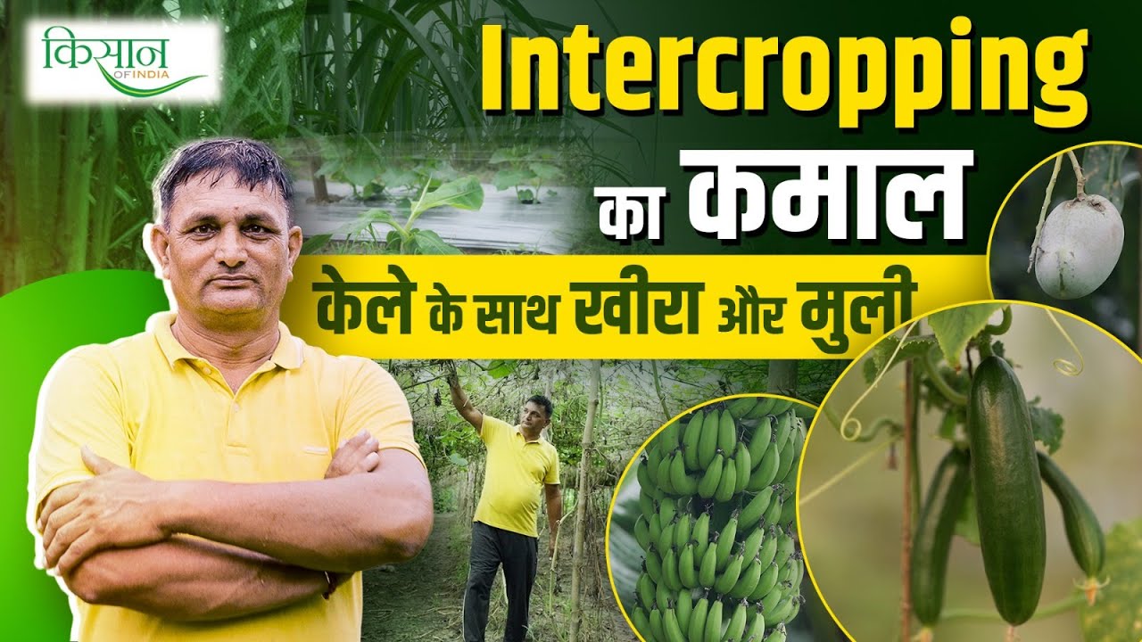 Intercropping से कैसे Ayodhya के किसान राज बहादुर ने अपनी खेती को तब्दील किया? Crop Rotation