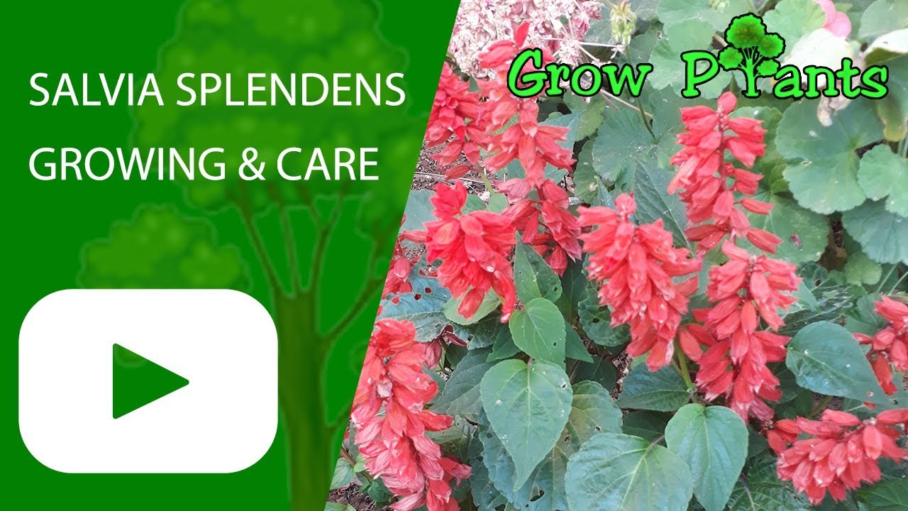 Salvia splendens - growing and care