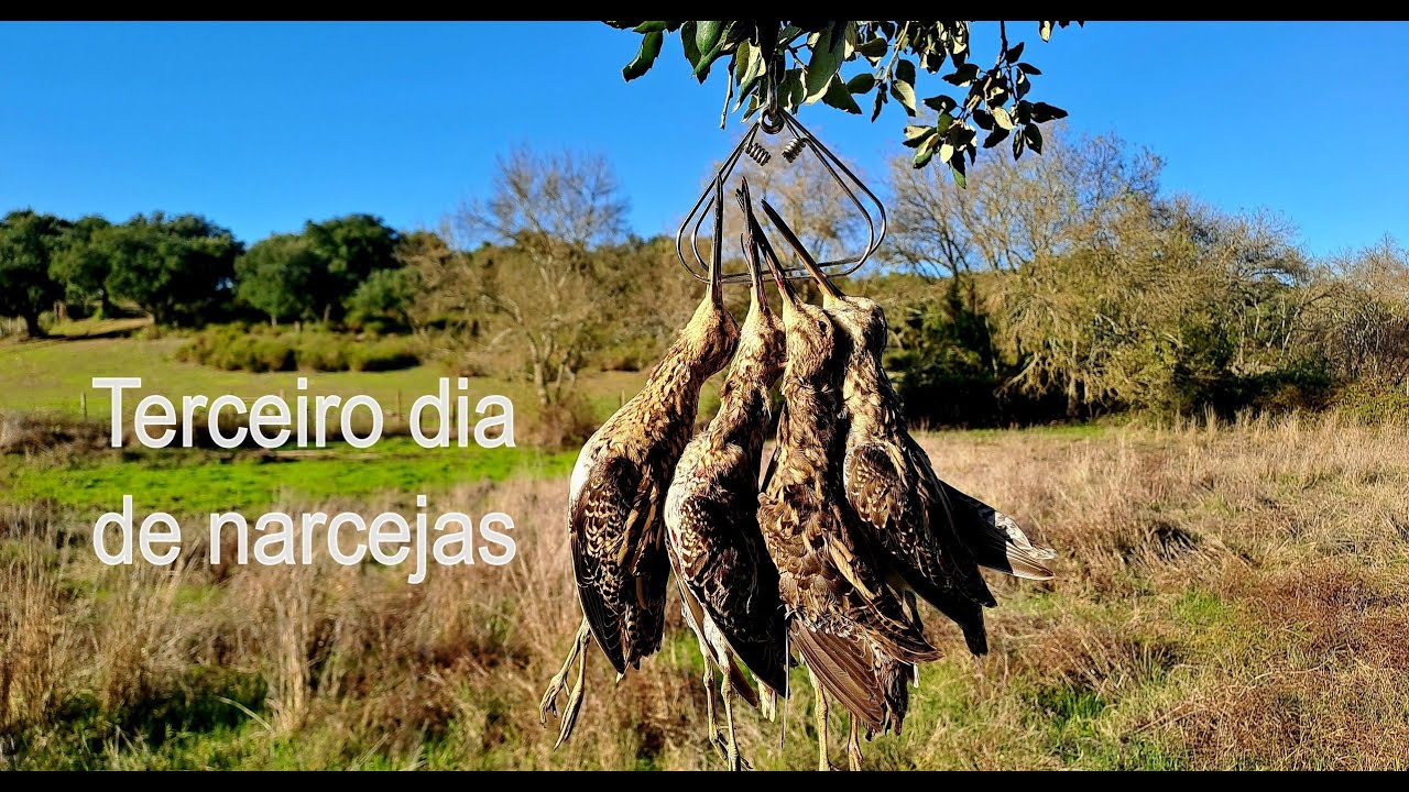 Abertura aos tordos e terceira jornada às narcejas (27/11/2025)