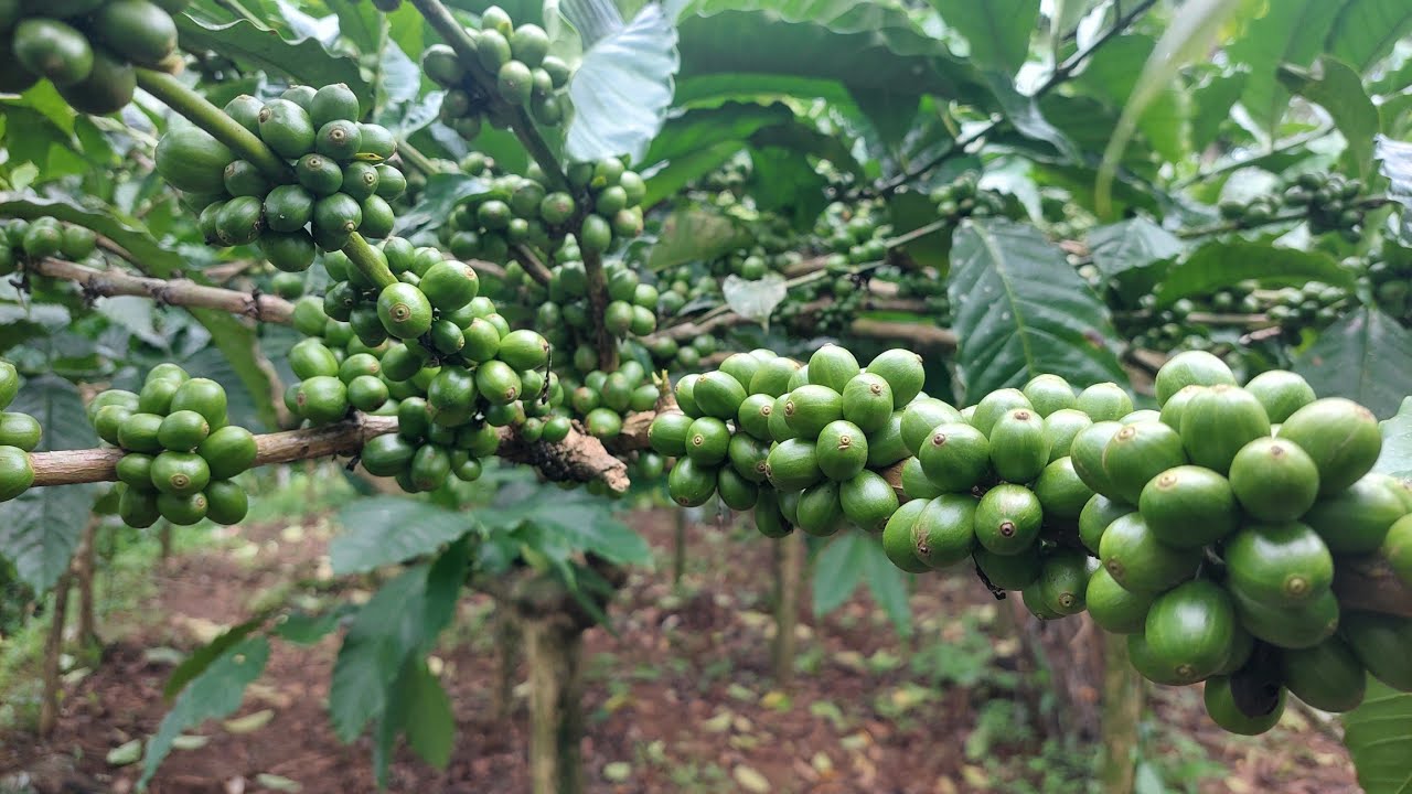 pupuk untuk buah kopi ❗️ kopi balap
