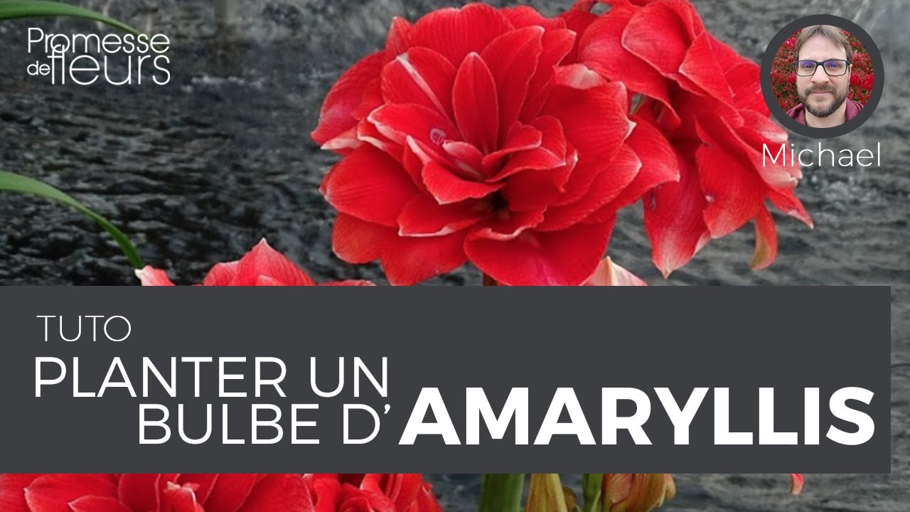 Tuto : planter un bulbe d'amaryllis