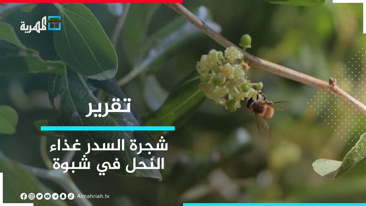 شجرة السدر غذاء رئيسي للنحل في شبوة