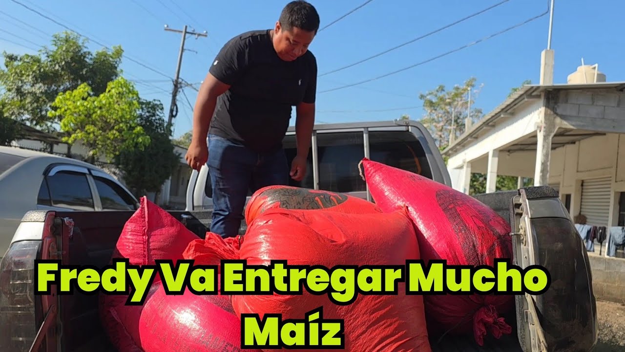 Mira Todo El Maíz Que Le Encargaron A Fredy Ordoñez 