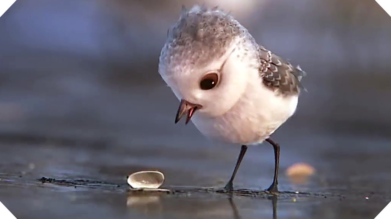 SAVE THE BIRDS