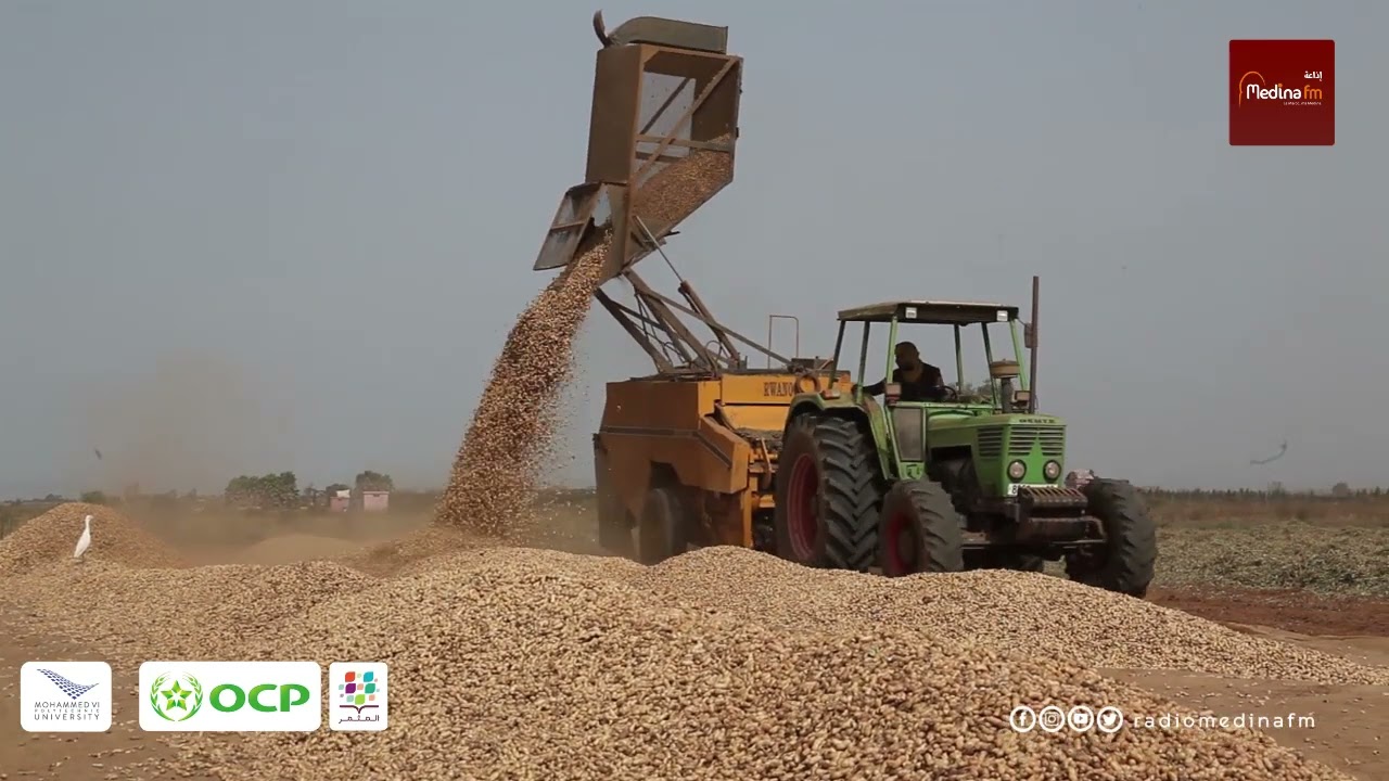 العرائش ... الوقوف على طرق جني الفول السوداني من طرف طاقم مبادرة OCP المثمر