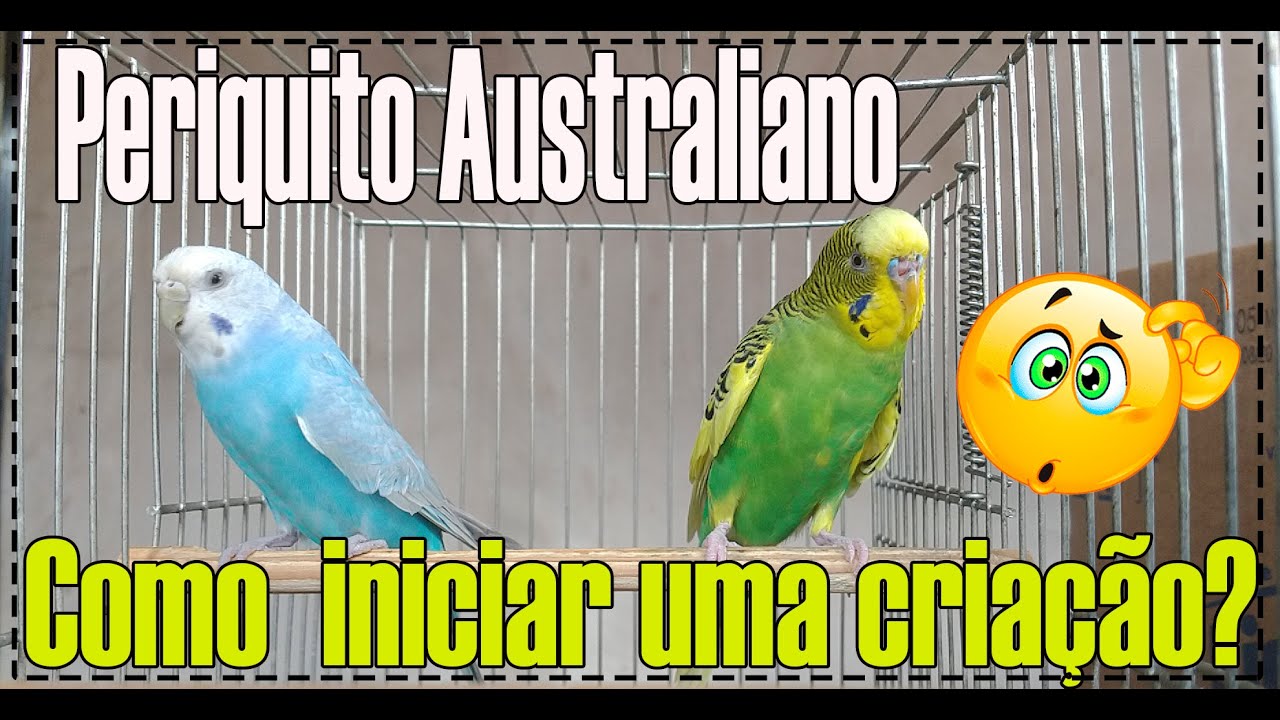 Como iniciar uma criação de Periquito Australiano