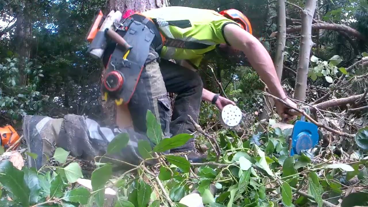 felling Scots pine using Norwood tree jack.