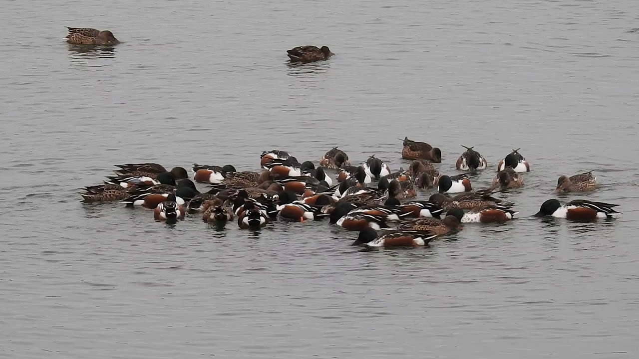 Northern Shovellers feeding frenzy