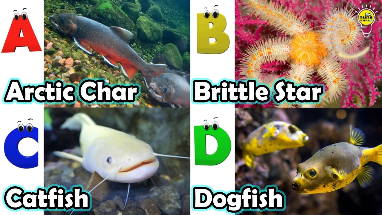 Cute ocean animals | ABC phonics animals | ABC Sea Animals song | English and Animals for Kids