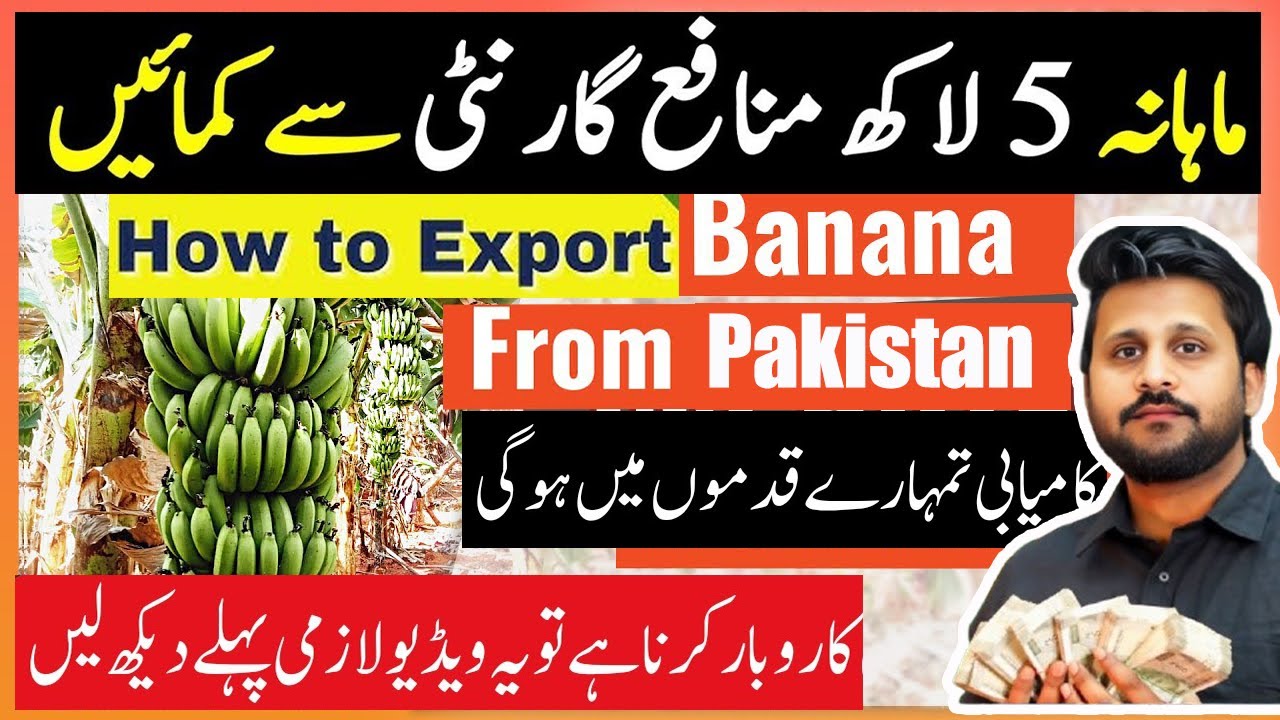 How to export banana from Pakistan || banana export business || #importexportbusiness