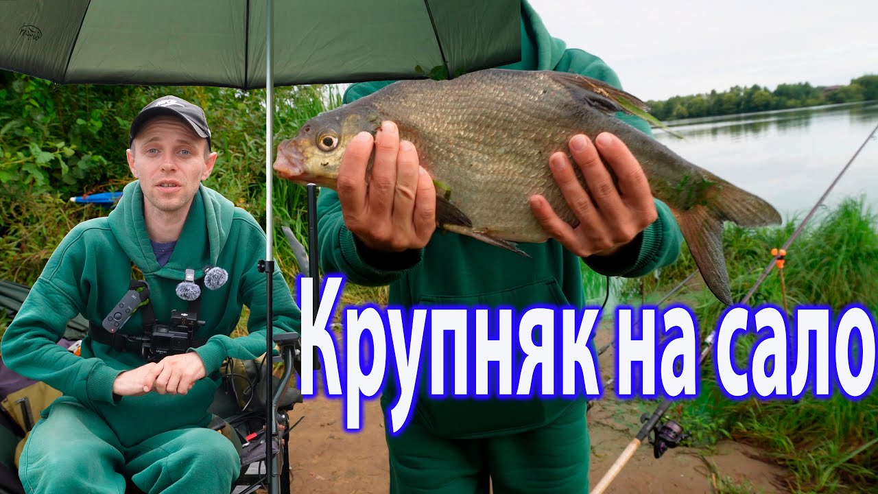 Крупный Лещ на Волге в Подмосковье на леща, смотреть видео рыбалка на Волге #налеща #фидернаяловля