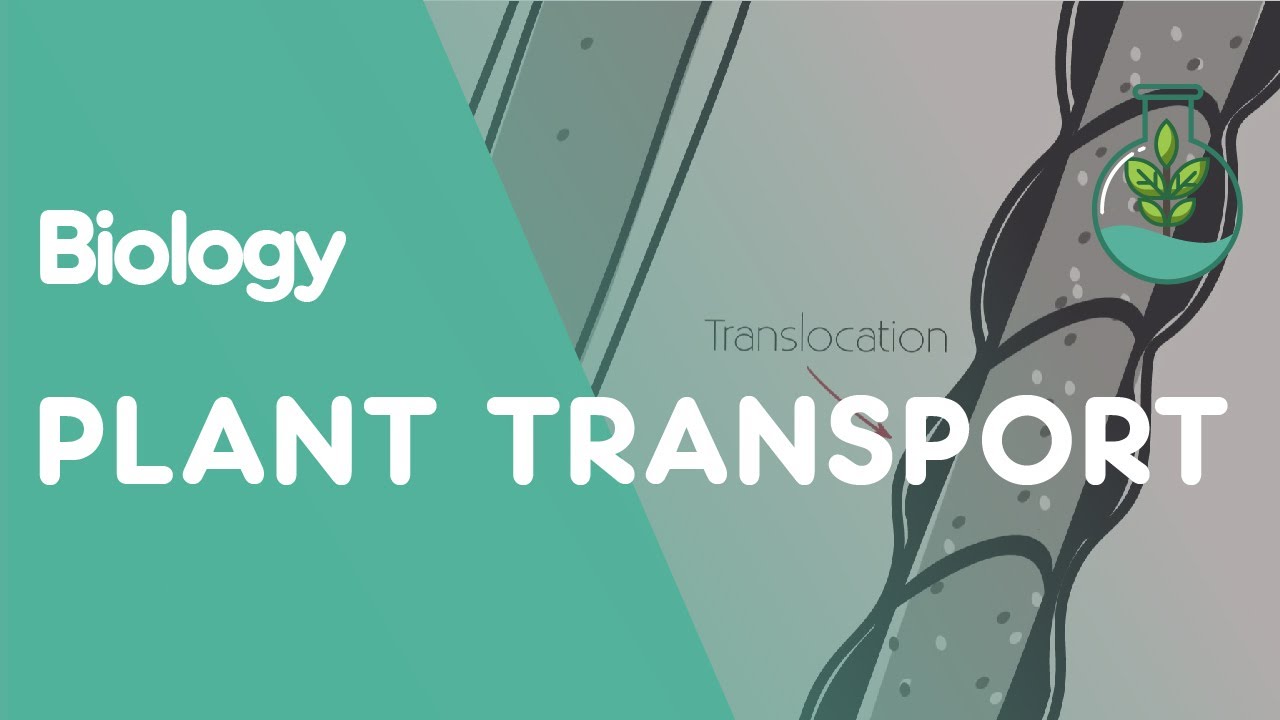 Xylem and Phloem - Transport in Plants | Biology | FuseSchool