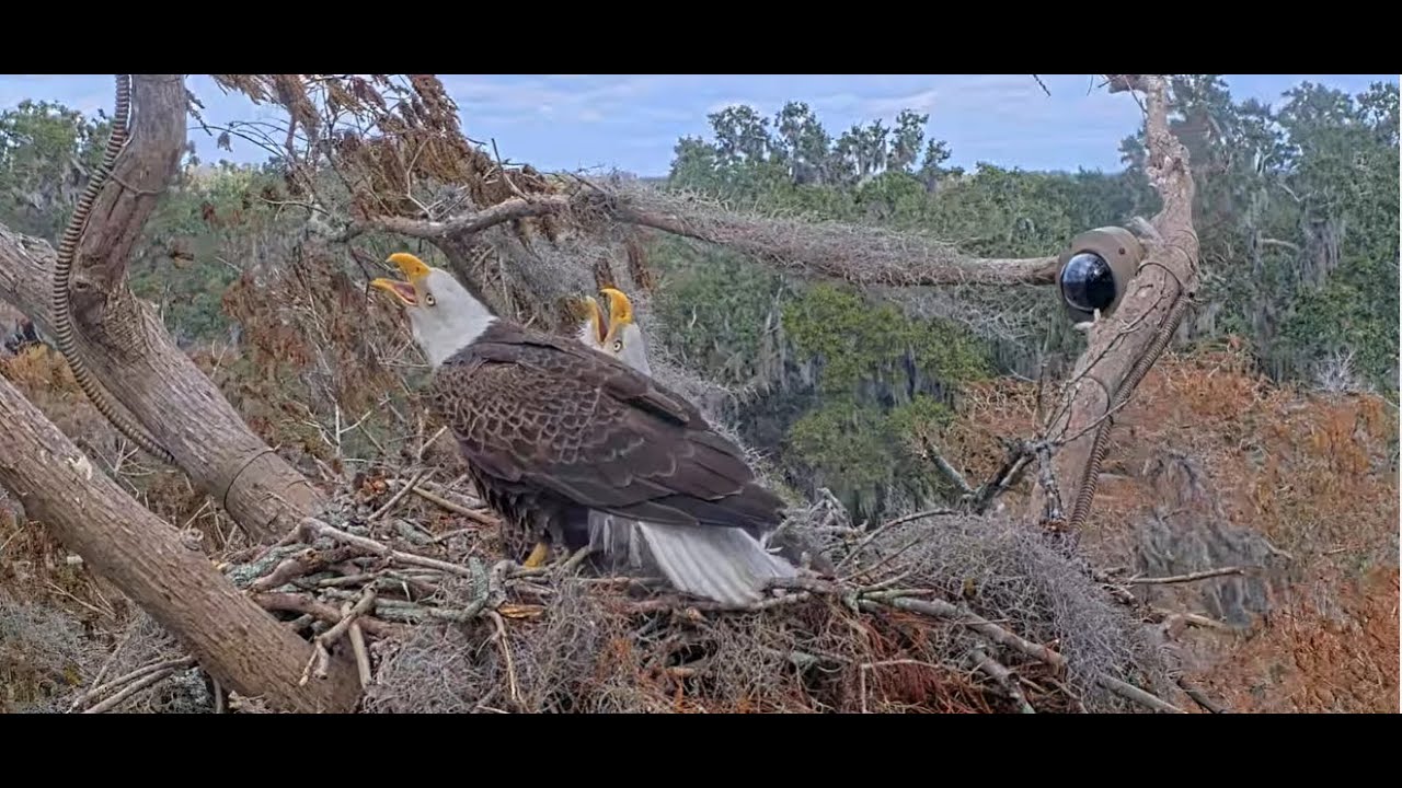 Winter Park Eagle Cam on 1/15/26 Dad comes in with food and was chased alerting calls