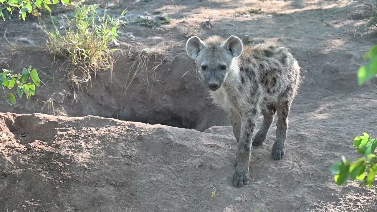 Kruger National Park - May 2025 (Part 02)