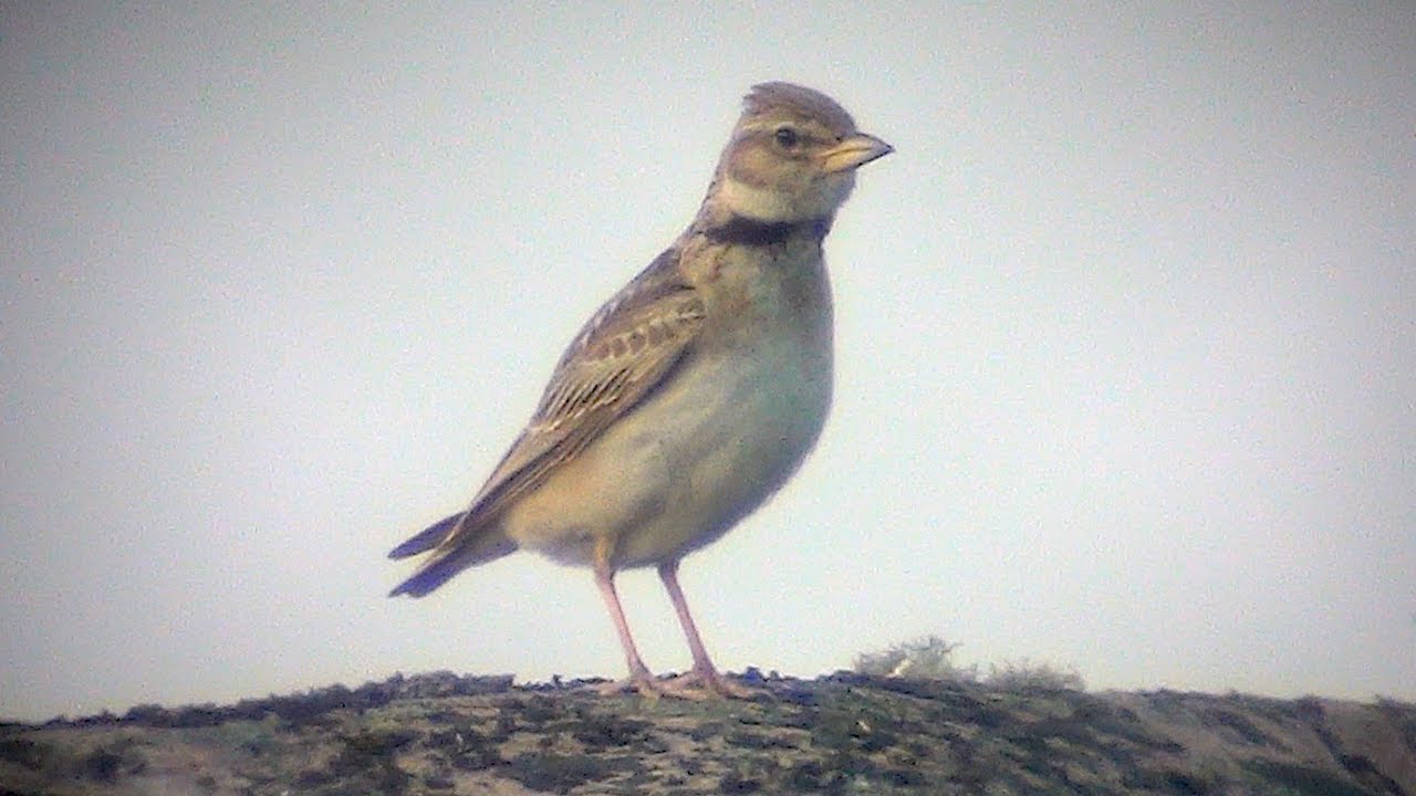 Bimaculated Lark (Melanocorypha bimaculata) 22.6.2021 on Morgonlandet, Dragsfj&auml;rd, S Finland
