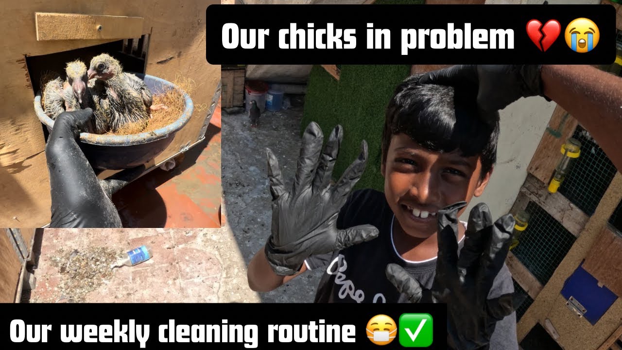 Our weekly cleaning routine 😷✅| finally we saved our chicks 🐣 #homerpegions #petvideos #madhomers