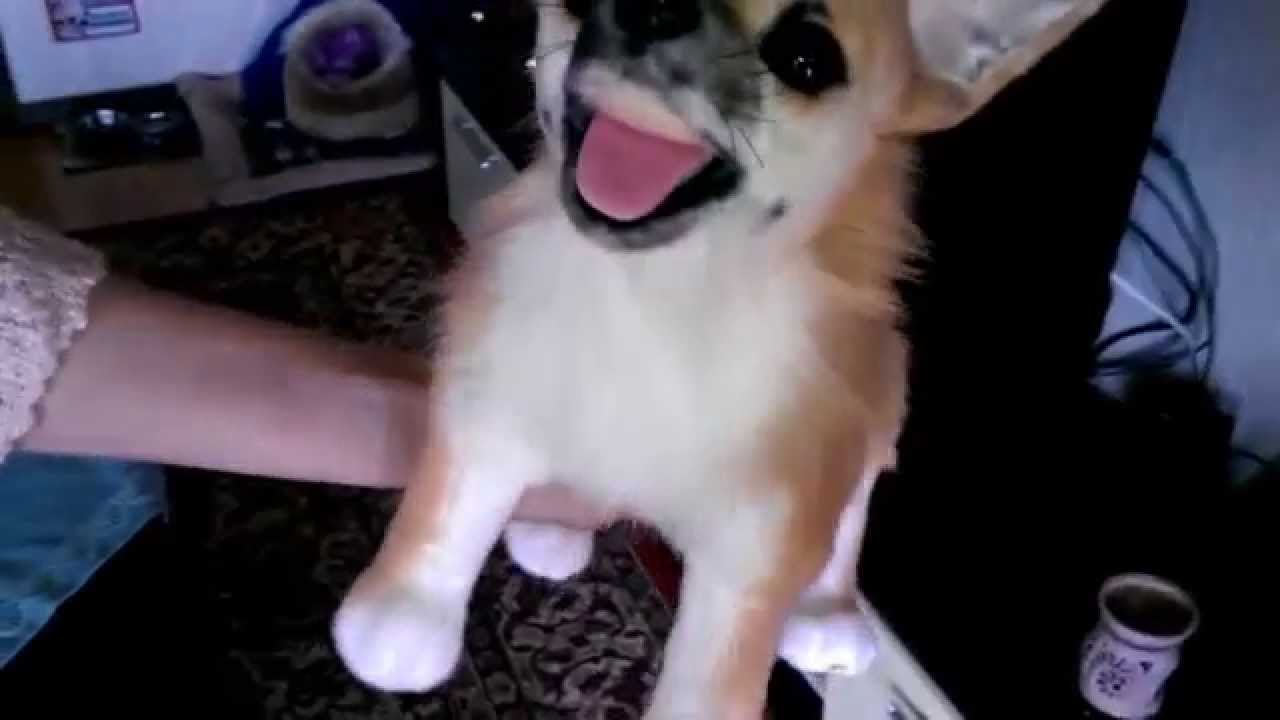 A dog gets cloned. The reaction of a Chihuahua as he sees himself is hilarious! Cuddleclones
