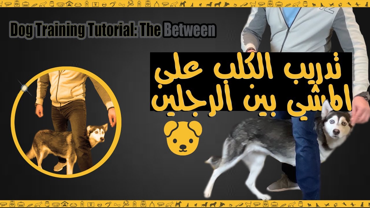 تدريب الكلب على المشي بين الرجلين between