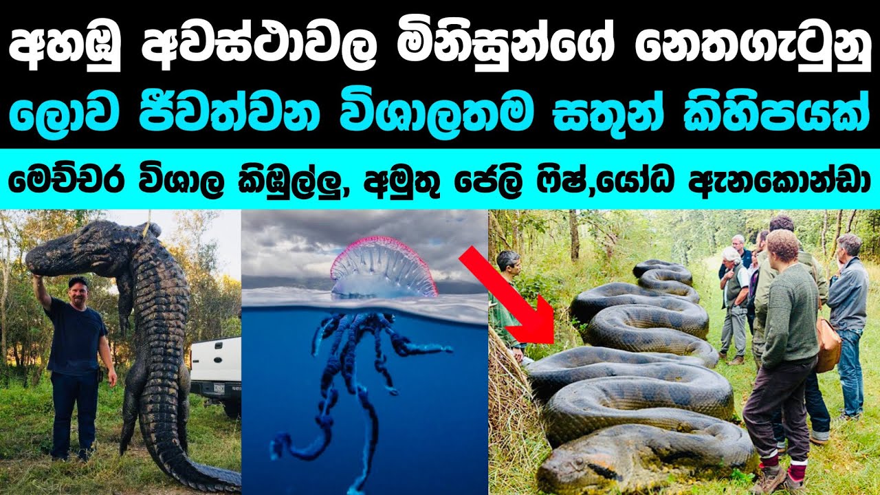 ජිවිතයේ අහම්බෙන් මුනගැහෙන විශාල සතුන් | Giant animals you can see