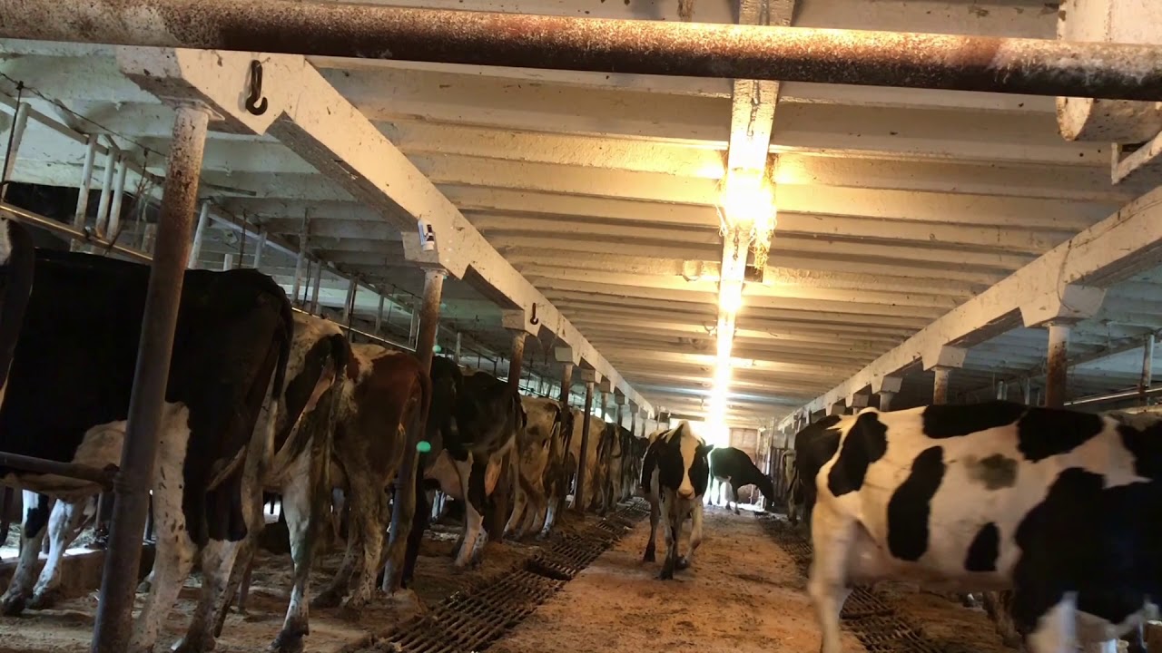night chores, letting the cows in the tie stall barn for milking