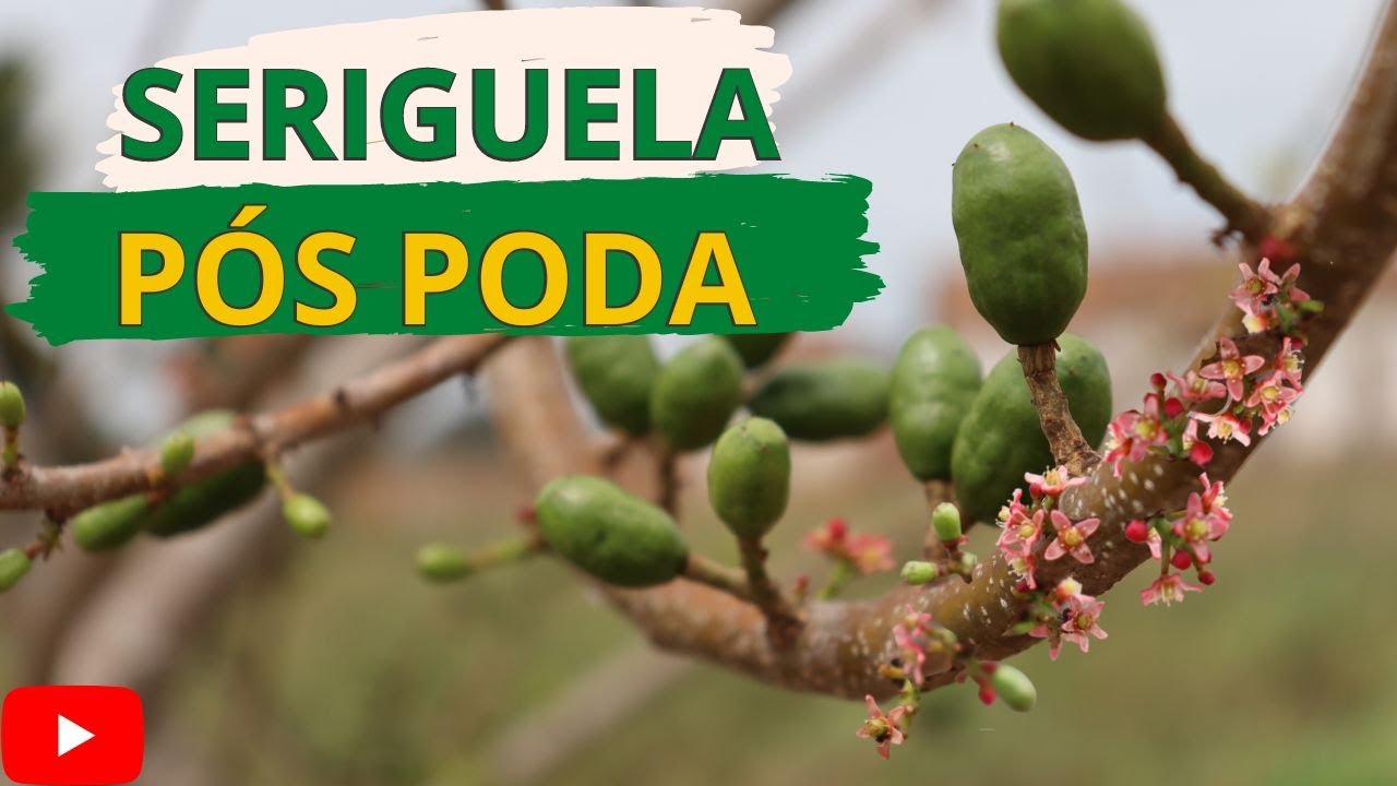 VEJA A PRODUÇÃO DO PÉ DE SERIGUELA APÓS A PODA   Compramos Mourões Tratados pra Roça