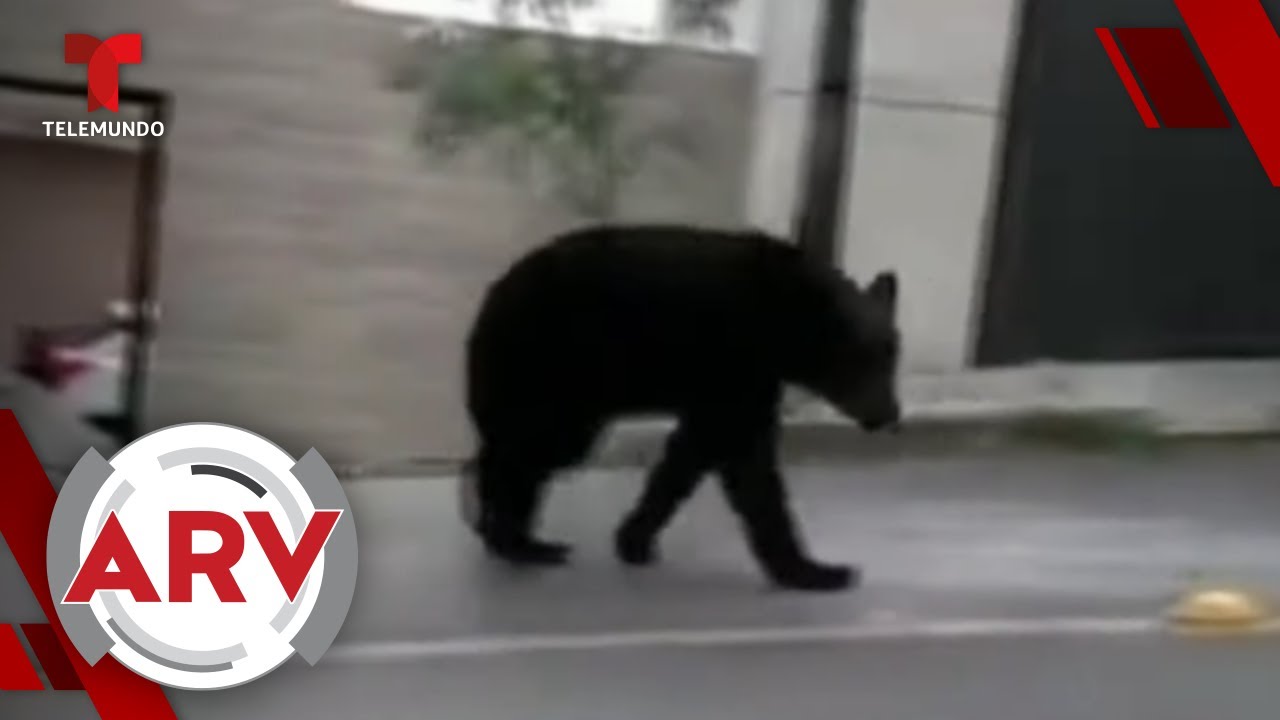 Osos en zonas urbanas de M&eacute;xico ponen en alerta a las autoridades | Al Rojo Vivo | Telemundo