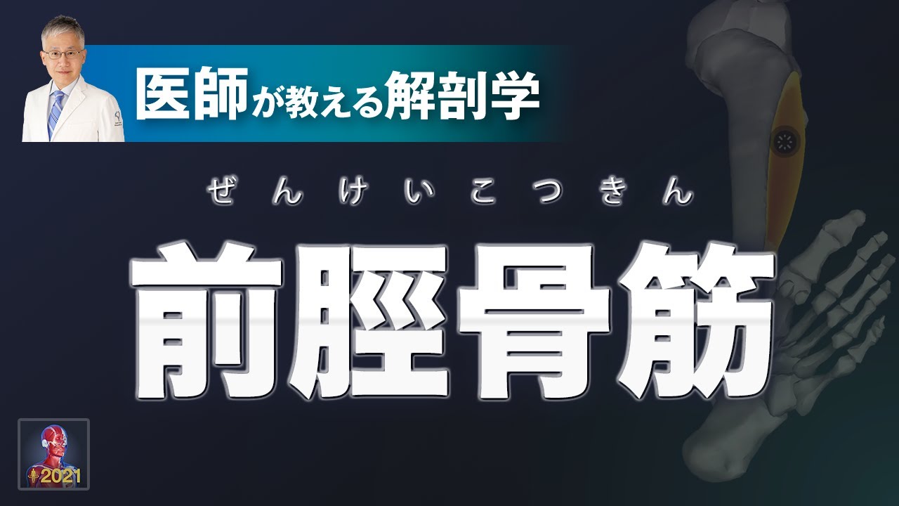 前脛骨筋とは？【医師による解剖学解説】