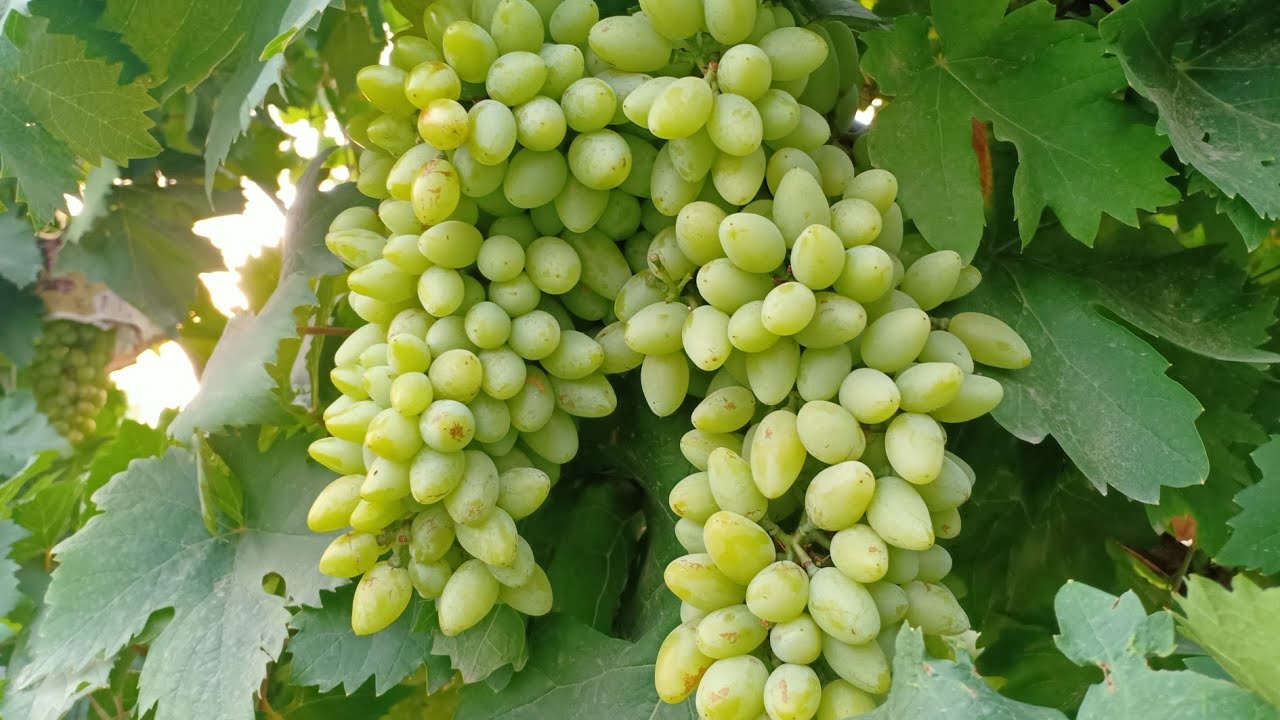 उत्तर भारत के लिए अंगूर की किस्में,( अंगूर की खेती)