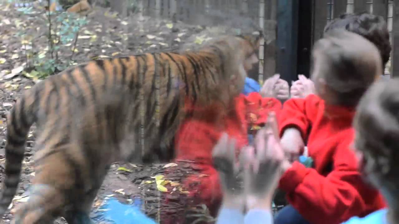 Tigers Love Children - Melbourne Zoo