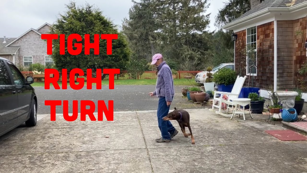 Competition Dog Obedience - Tight Right Turn