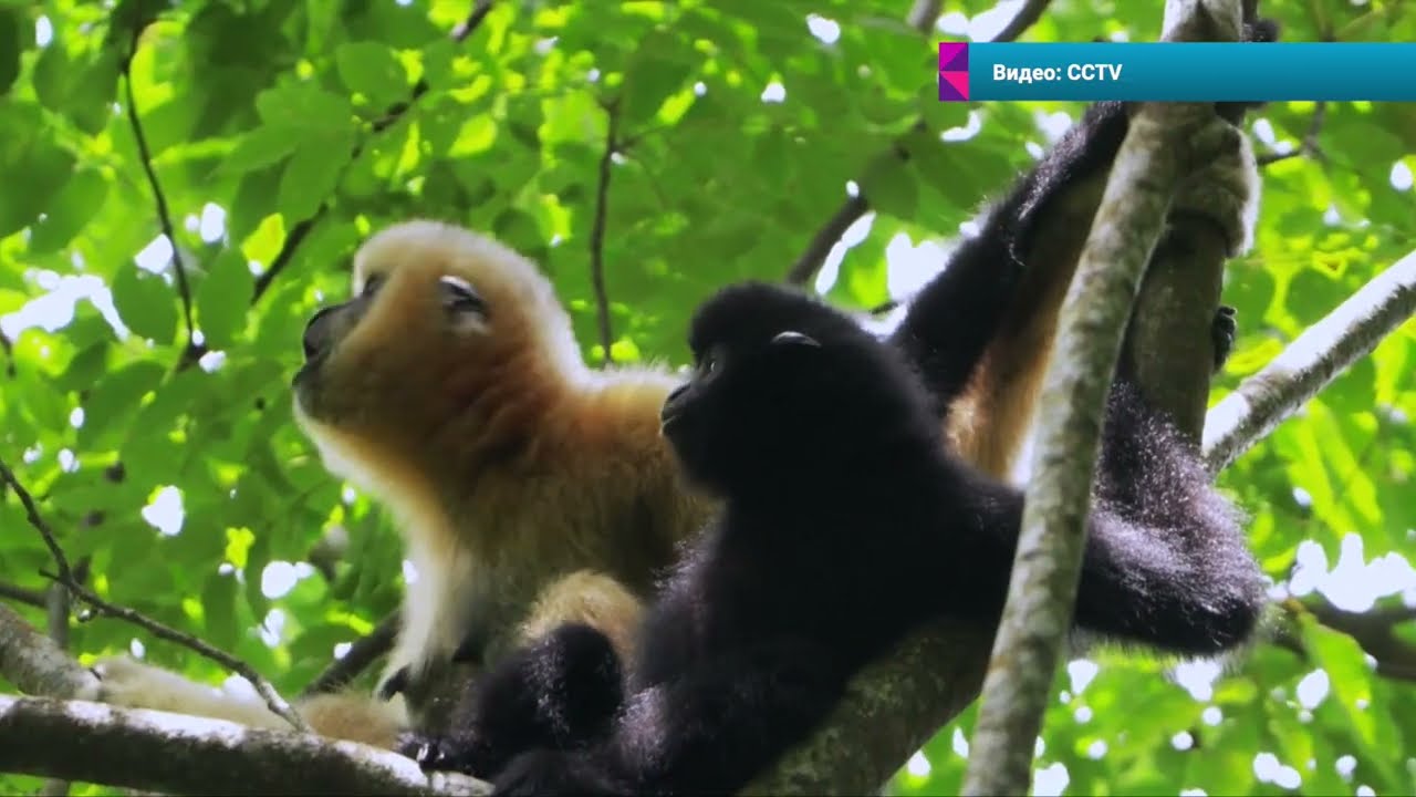 🇨🇳🐒На острове Хайнань восстанавливают популяцию редких гиббонов