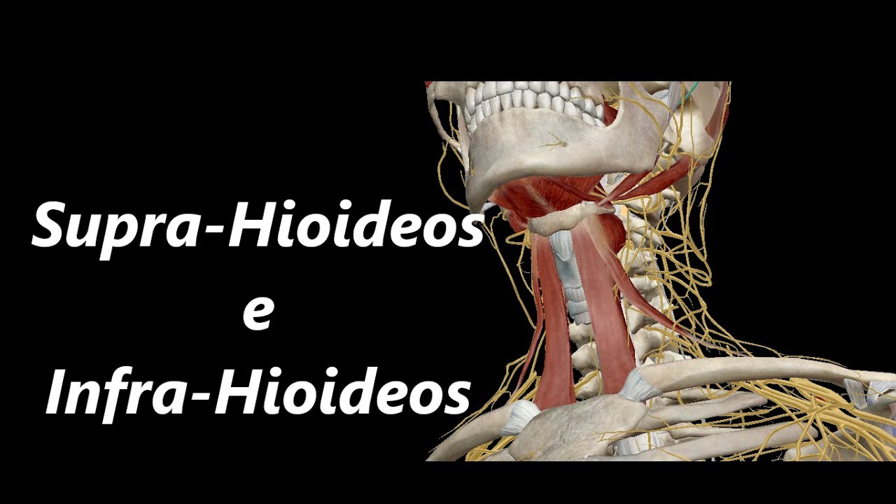 Músculos Supra-Hioideos e Infra-Hioideos em 3D