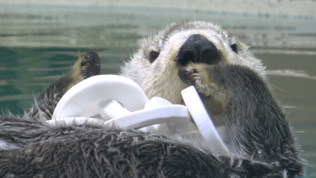 【ラッコ】鳥羽水族館キラちゃんお気に入りのおもちゃを乗せて流れる 気持ちいいわ～