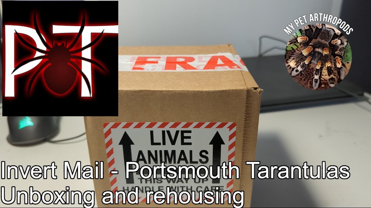 Invert Mail - Portsmouth Tarantulas unboxing and rehousing