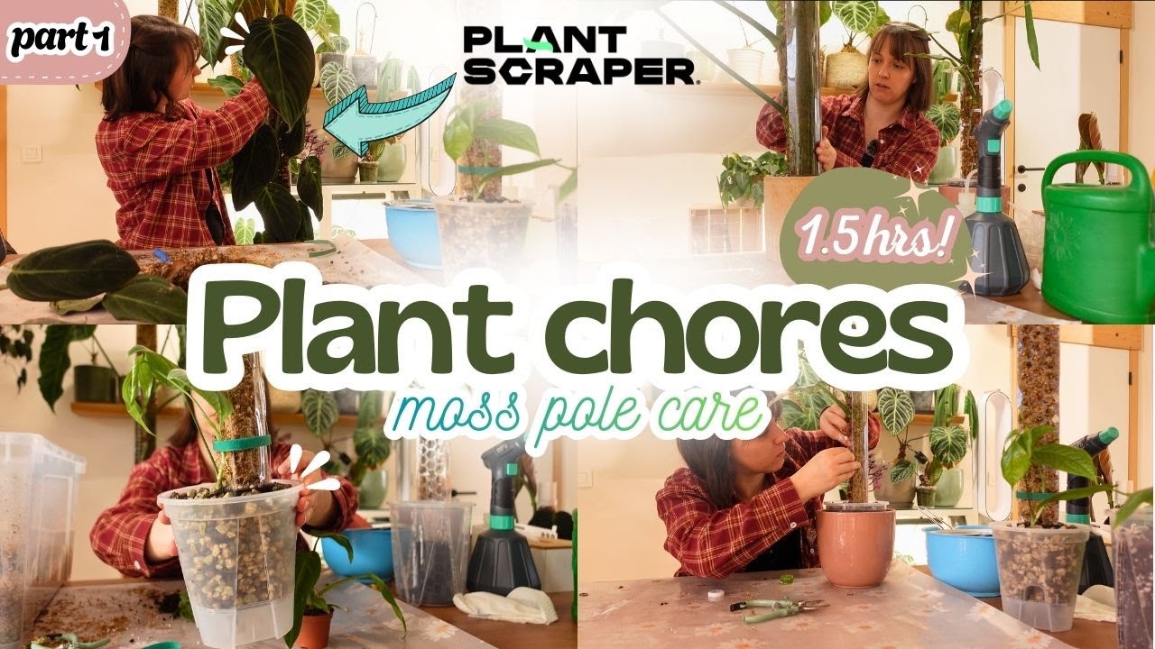 1.5hrs of plant care I have been putting off! PART 1🌿 - Moss pole maintenance