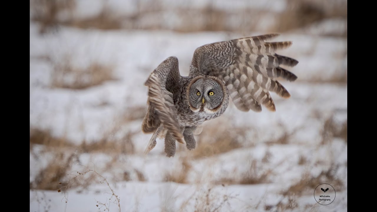 The Great Gray Owl