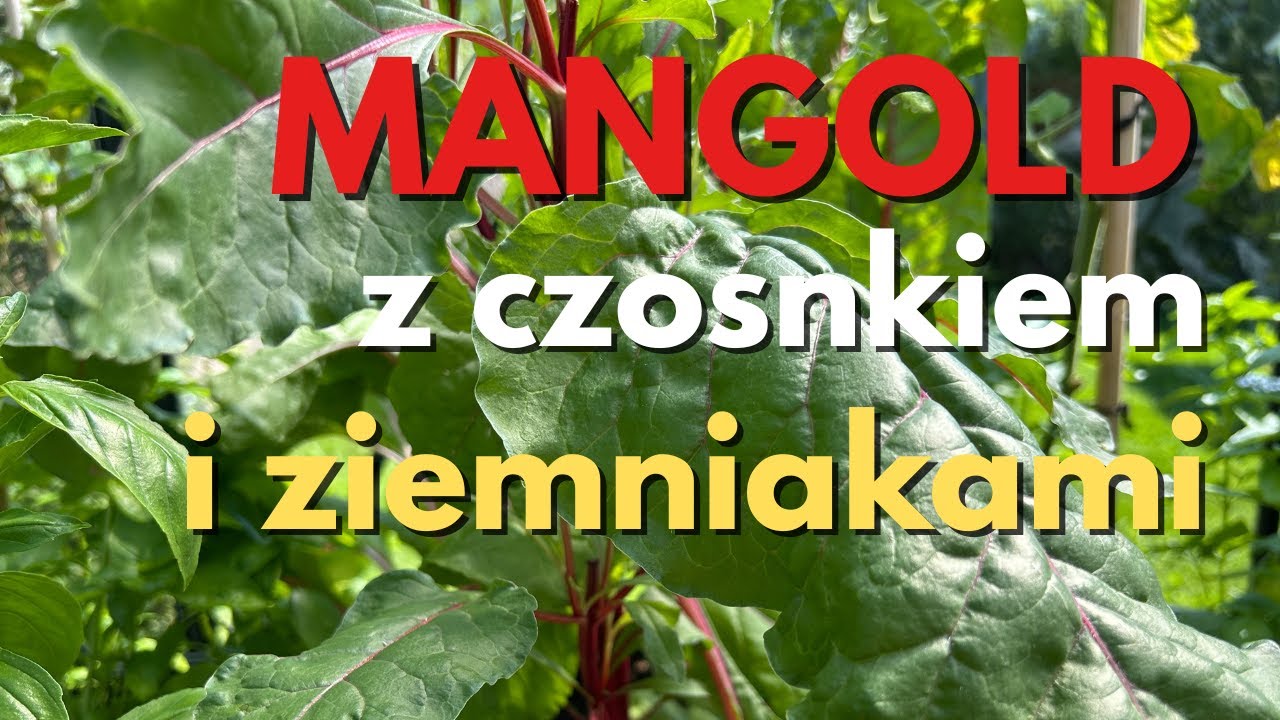 Boćwina ( mangold, Swiss chard, burak liściowy) z czosnkiem i ziemniakami.