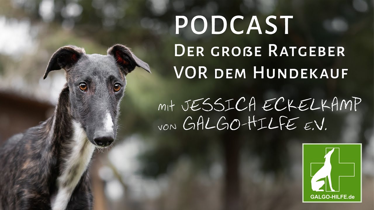 Hunde aus dem Ausland - zu Gast Jessica Eckelkamp von Galgo-Hilfe e.V.