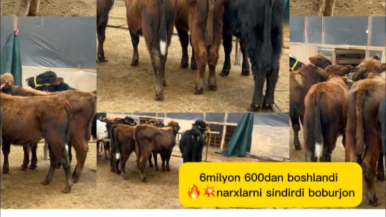 🔥🔥👍6600 dan 16milyongacha narxlar sindi  💥boburjon rekord qoydi shoshilamiz hali unaqasisi bolmagan 