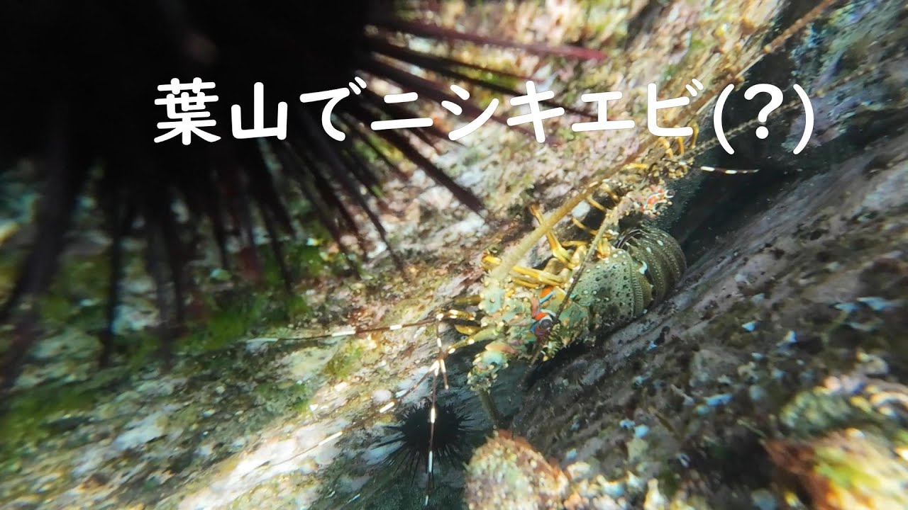 2025/01/21(火) 素潜りで見た葉山の海