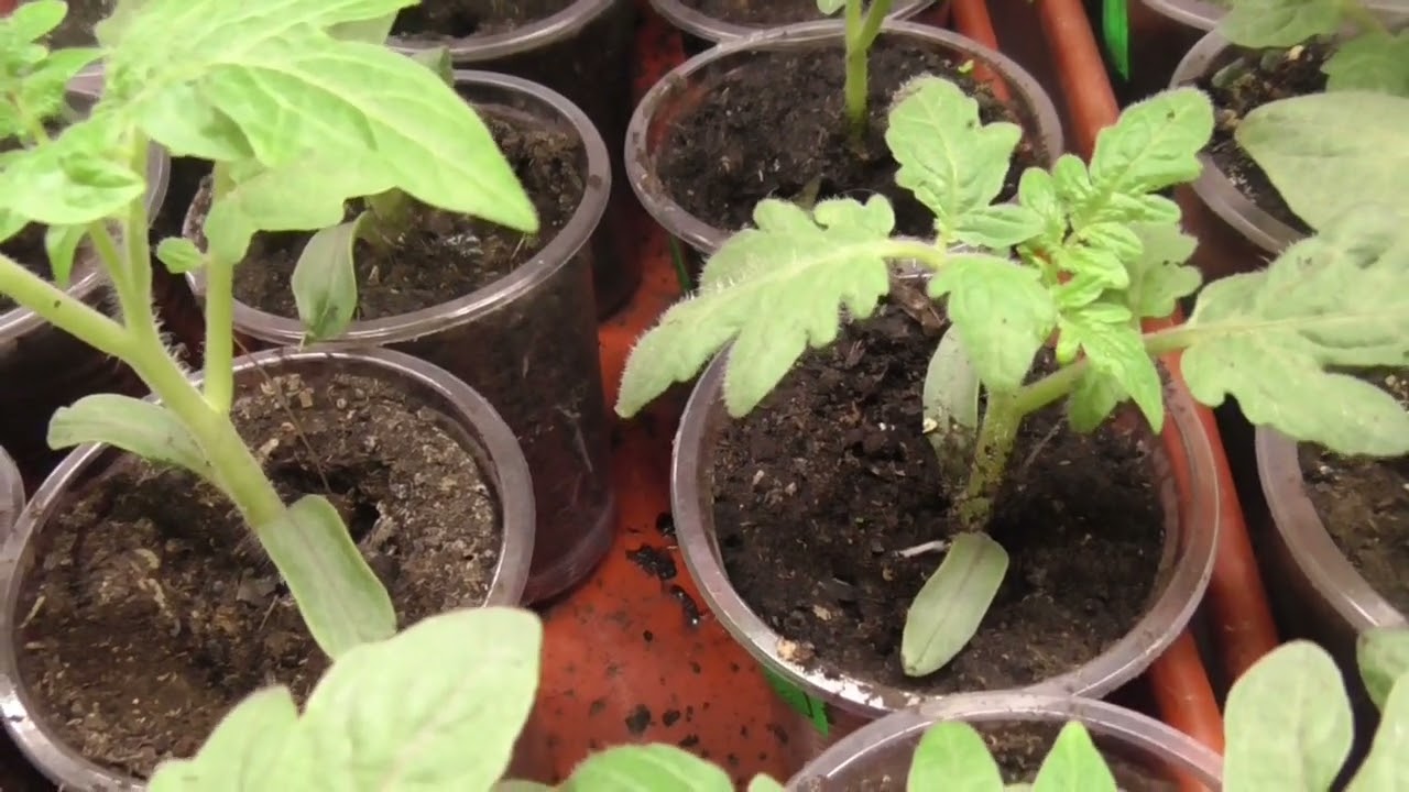 Полив рассады томатов. Почему не провожу общий полив в поддон, хотя так проще и быстрее?