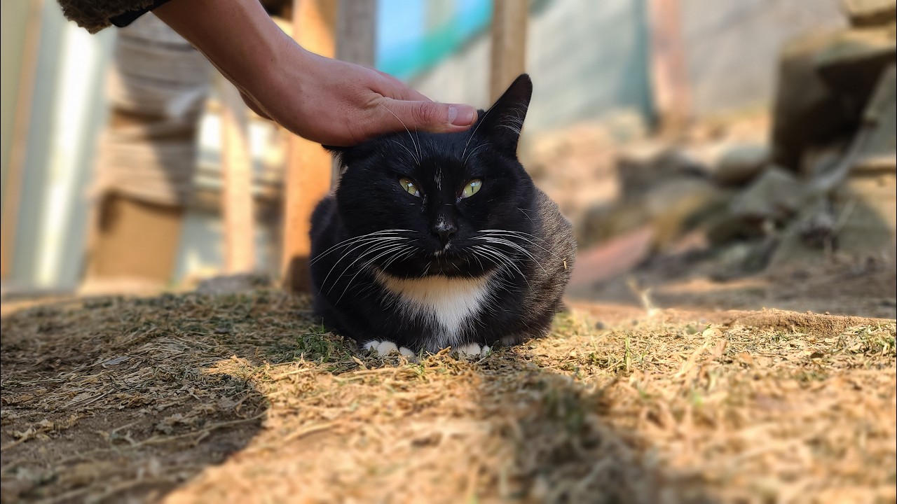 병원에 다녀온 뭉구 Moong-Goo’s Trip to the Vet