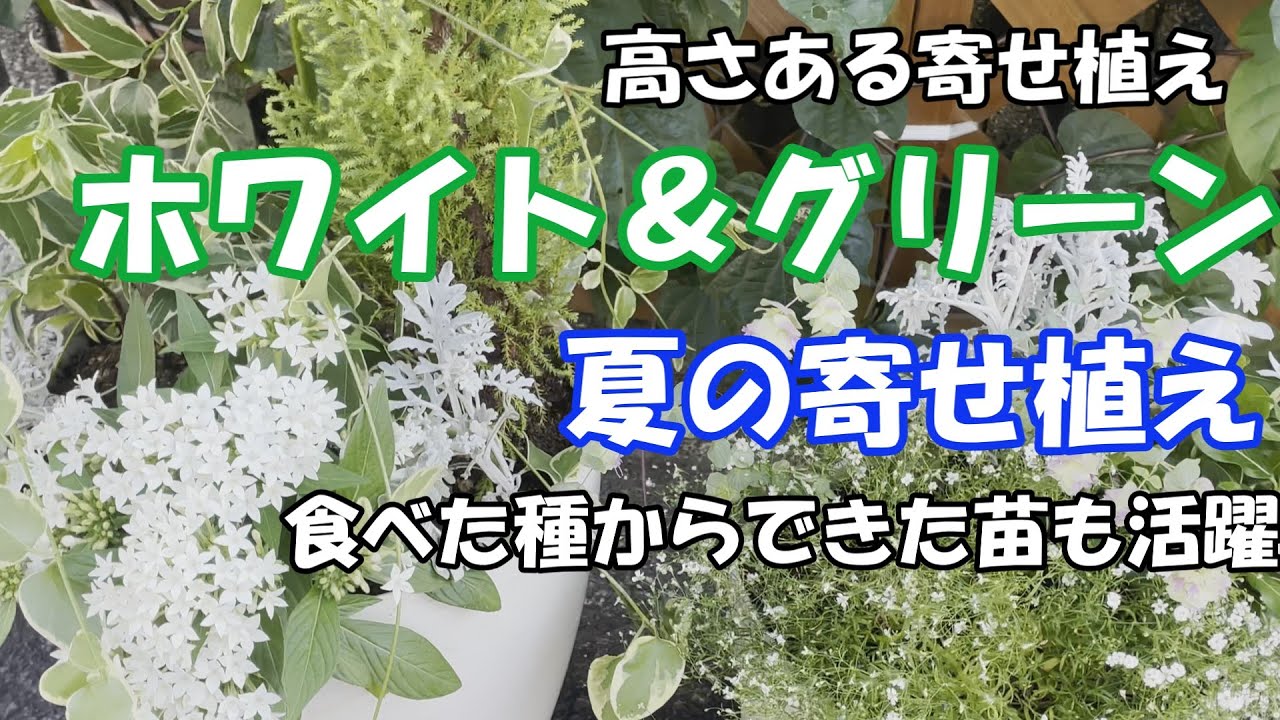 【寄せ植え】夏の寄せ植え：シロタエギクの挿し木大活躍。爽やかに夏を迎える