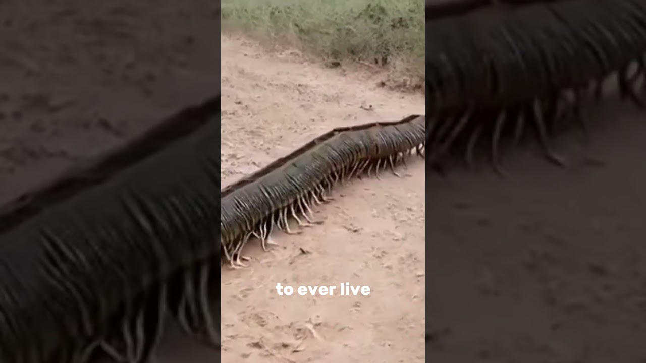 Arthropleura: The 2.5-Meter Giant Insect!    #wildlife  #nature   #shortsfeed #arthropoda #science