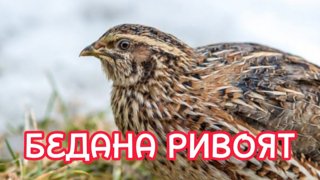 БЕДАНА РИВОЯТ (Фозил Кори Хазратлар)
